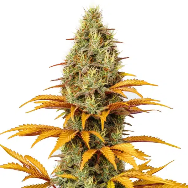 Skunk x Northern Lights cannabis plant with compact, resin-coated buds and dark green leaves.
