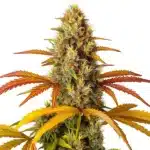 Skunk x Northern Lights Fast Version strain with frosty buds and earthy aroma.
