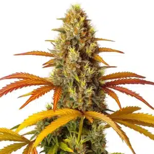 Skunk x Northern Lights Fast Version strain with frosty buds and earthy aroma.