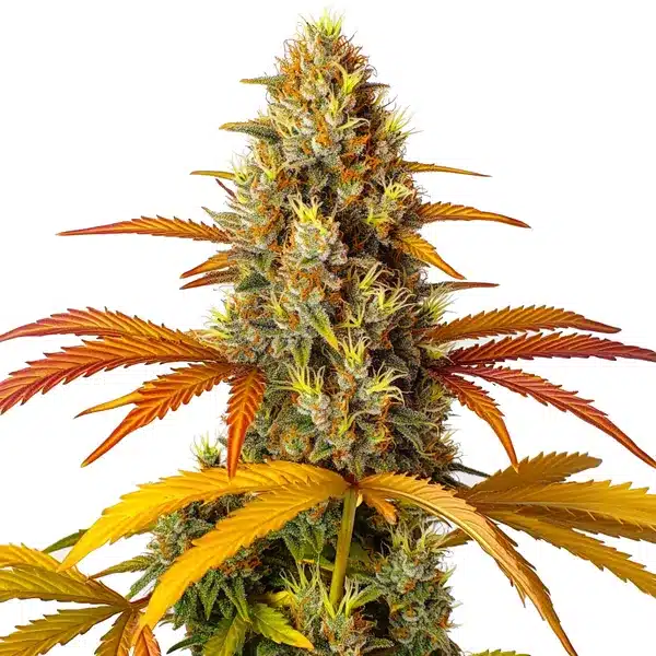 Skunk x Northern Lights Fast Version strain with frosty buds and earthy aroma.