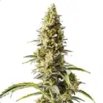 Skunk x Rosetta Stone Fast Version cannabis plant with thick buds covered in trichomes and bright green foliage.