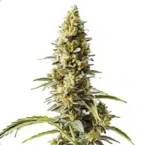 Skunk x Rosetta Stone Fast Version cannabis plant with thick buds covered in trichomes and bright green foliage.