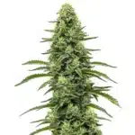 Skywalker cannabis plant with thick, resinous buds and dark green leaves.