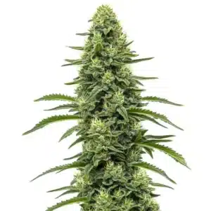 Skywalker cannabis plant with thick, resinous buds and dark green leaves.