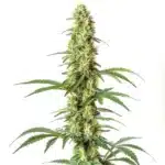 Skywalker Ghost x Triangle Kush cannabis plant with frosty, dense buds and dark green foliage.