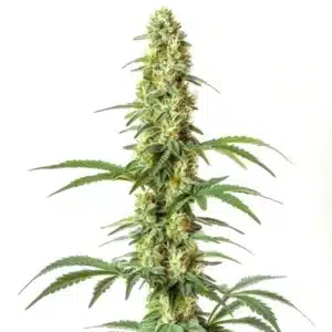 Skywalker Ghost x Triangle Kush cannabis plant with frosty, dense buds and dark green foliage.