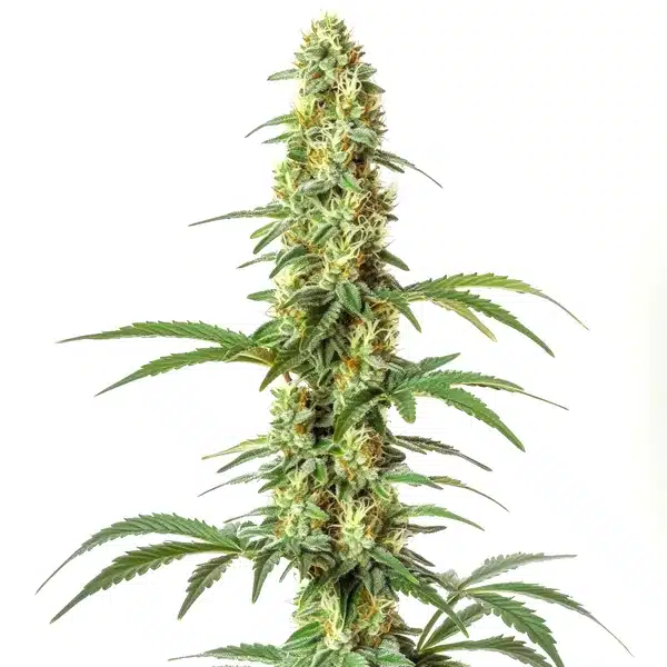 Skywalker Ghost x Triangle Kush cannabis plant with frosty, dense buds and dark green foliage.