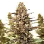 Skywalker x Girl Scout Cookies cannabis cola with colorful pistils and dense resin.