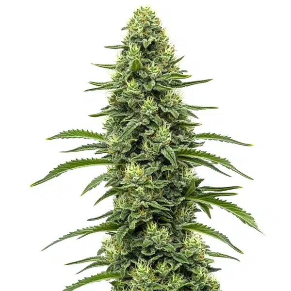 Skywalker cannabis plant with thick, resinous buds and dark green leaves.