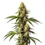 Sour Kush cannabis plant with frosty, light green buds and orange pistils.