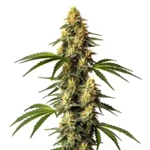 Sour Kush cannabis plant with frosty, light green buds and orange pistils.