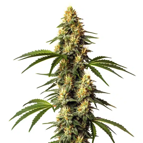 Sour Kush cannabis plant with frosty, light green buds and orange pistils.