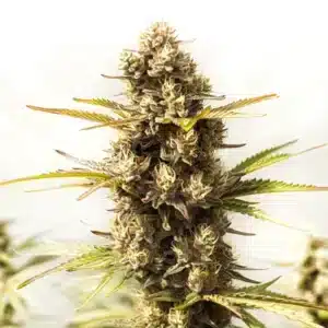 Large Sour Skies cola coated with trichomes and bright orange pistils.