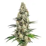 Stardawg cannabis plant with dense, trichome-covered buds and dark green leaves.