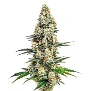 Stardawg cannabis plant with dense, trichome-covered buds and dark green leaves.