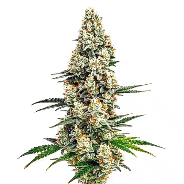 Stardawg cannabis plant with dense, trichome-covered buds and dark green leaves.