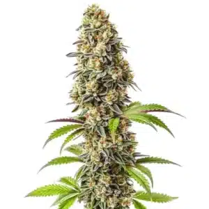 Strawberry cannabis bud with frosty coating, purple sugar leaves, and vibrant orange pistils.