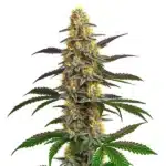 Strawberry Banana hybrid cannabis plant with frosty trichomes and green buds.