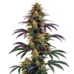 Strawberry Banana Cheese cannabis plant with resinous green-orange buds.