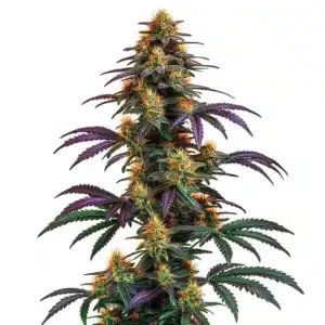 Strawberry Banana Cheese cannabis plant with resinous green-orange buds.