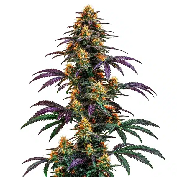 Strawberry Banana Cheese cannabis plant with resinous green-orange buds.