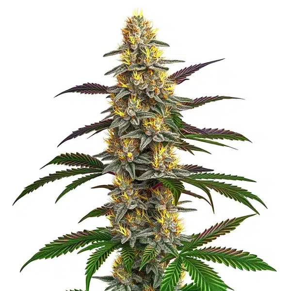 Strawberry Banana hybrid cannabis plant with frosty trichomes and green buds.