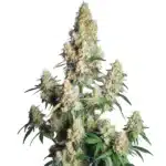 Strawberry Cheese Auto strain with frosty buds and bright orange pistils