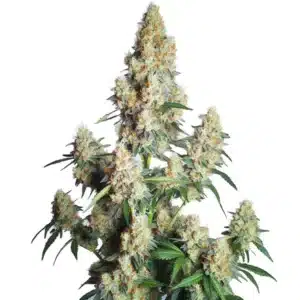 Strawberry Cheese Auto strain with frosty buds and bright orange pistils