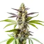 Strawberry Kush cannabis with frosty green buds, red-orange pistils, and lush dark green foliage.