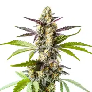 Strawberry Kush cannabis with frosty green buds, red-orange pistils, and lush dark green foliage.