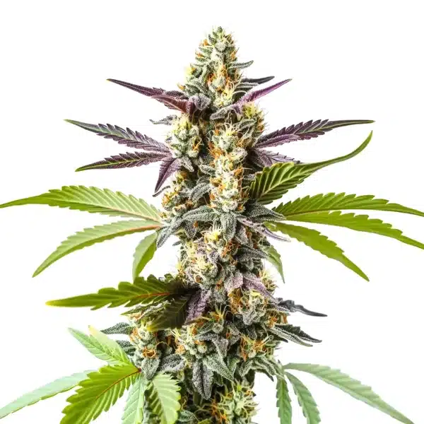 Strawberry Kush cannabis with frosty green buds, red-orange pistils, and lush dark green foliage.