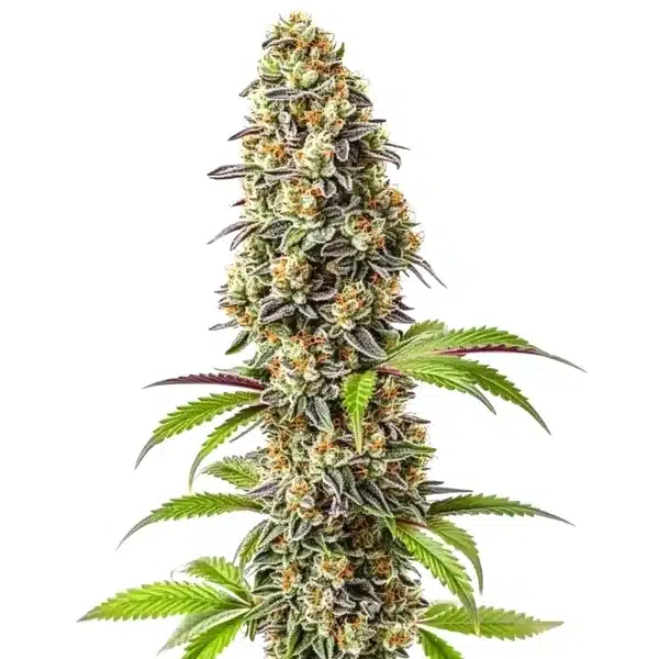 Strawberry cannabis bud with frosty coating, purple sugar leaves, and vibrant orange pistils.