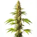 Super Critical cannabis plant with thick, frosty buds and a lush green appearance.