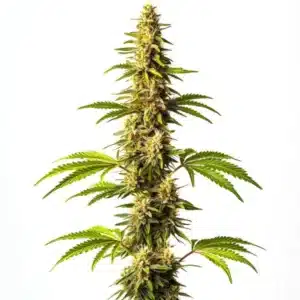 Super Critical cannabis plant with thick, frosty buds and a lush green appearance.