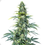 Tall resinous cannabis bud with citrus undertones, highlighting the Super Silver Haze Auto strain.