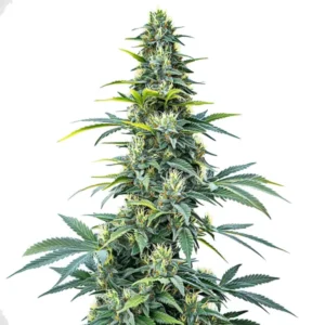 Tall resinous cannabis bud with citrus undertones, highlighting the Super Silver Haze Auto strain.