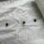 Select Bubba Kush Auto Leaf