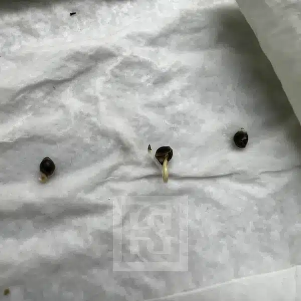 Select Bubba Kush Auto Leaf