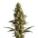 Sweet Tooth Auto cannabis with frosty sugar-coated buds and light green leaves.