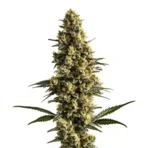 Sweet Tooth Auto cannabis with frosty sugar-coated buds and light green leaves.