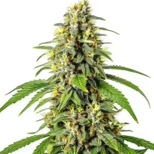 Tahoe OG Kush plant with dense, frosty buds and earthy aroma.