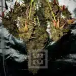 Premium Quality Bubba Kush Auto