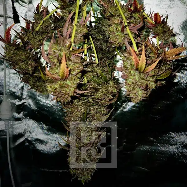 Premium Quality Bubba Kush Auto