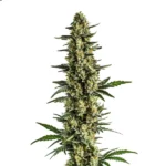Triple XL Auto cannabis plant with massive buds and heavy trichome coverage.
