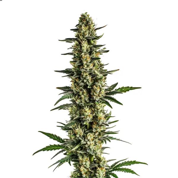 Triple XL Auto cannabis plant with massive buds and heavy trichome coverage.