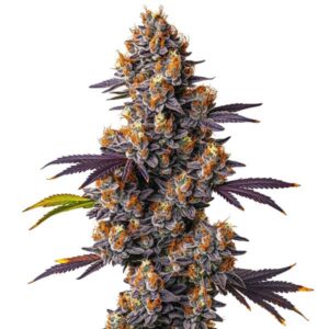 Tropicana Cookies Purple cannabis plant with vibrant purple buds and tropical aroma from Blimburn Seeds