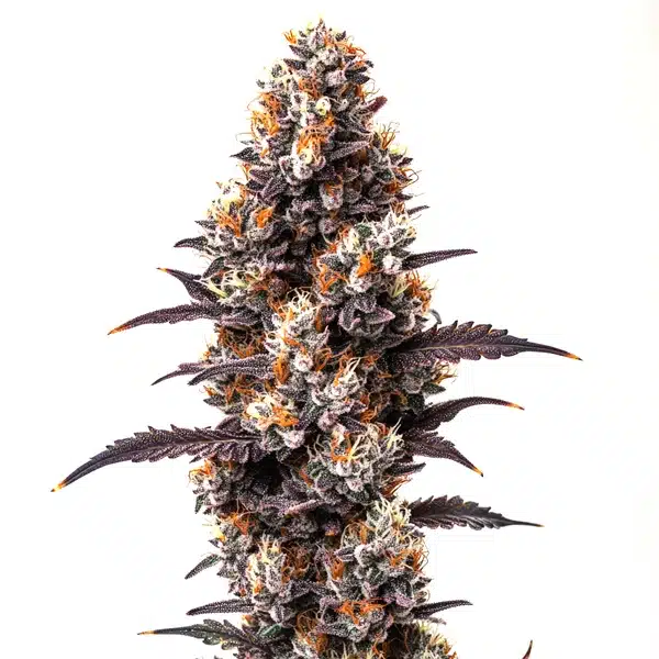 Ultra Violet OG cannabis bud with dark purple leaves, bright orange pistils, and a thick trichome coating.