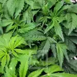 Elite Blackberry Auto Seeds: A Blend of Quality and Potency