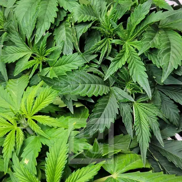 Elite Blackberry Auto Seeds: A Blend of Quality and Potency