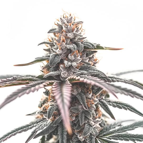 Wedding Cake cannabis plant with frosty, sweet-scented buds from Blimburn Seeds